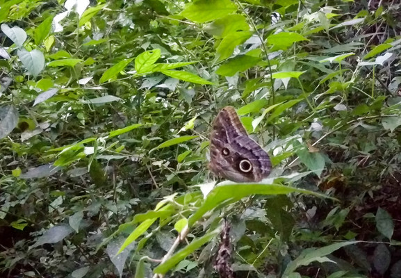 Panama--nighttime rainforest tour-s022-r3